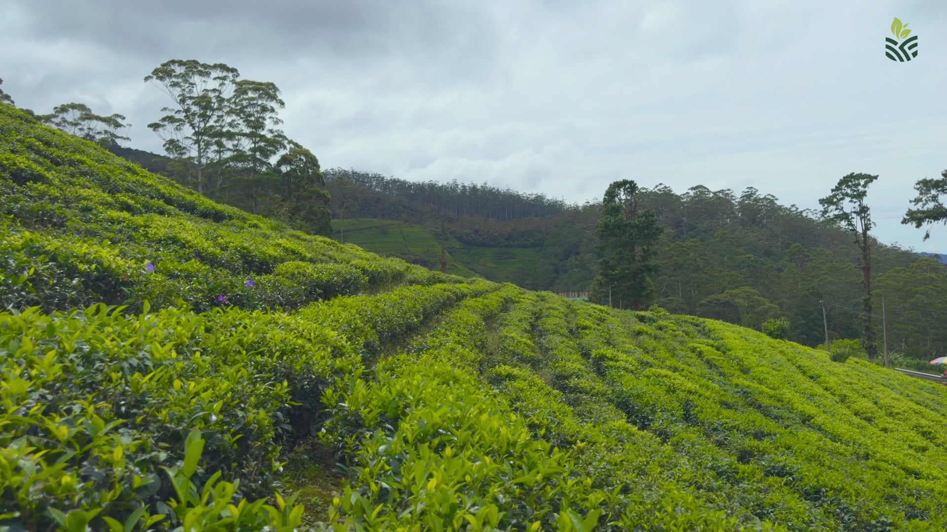 Load video: Light, aromatic, and rich in natural antioxidants, our Darjeeling teas are crafted for mindful living — offering clarity, calm focus, and refined flavor in every sip.